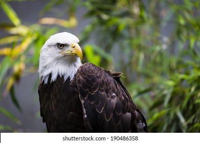 Bald Eagle In Bronx Zoo