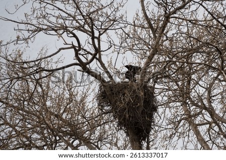 Bald Eagle building a nest