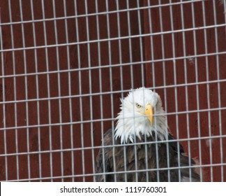  Bald Eagle in a cage