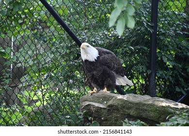 A Bald Eagle in a Cage