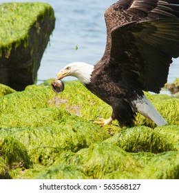 Bald eagle caught a fish.