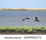 A bald eagle caught a fish, and the other birds waited for a possible free meal. Bombay Hook National Wildlife Refuge, Kent County, Delaware.          