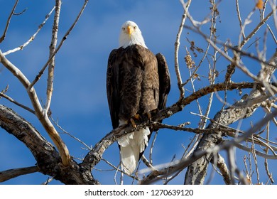 Bald Eagle At Cherry Creek State Park, Suburban Denver, Colorado