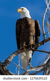 Bald Eagle At Cherry Creek State Park, Suburban Denver, Colorado