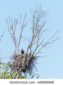 Bald Eagle Chick Perched In Nest