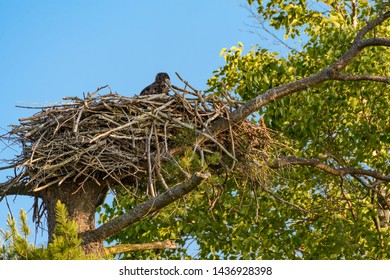 Bald Eagle Chick Sitting In The Nest 