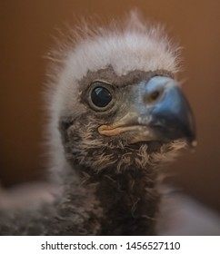 Bald Eagle Chick In Wildlife Rehabilitation