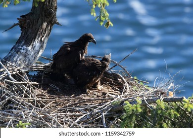 Bald Eagle chicks in a nest in a tree on the side of a cliff Vancouver Island 