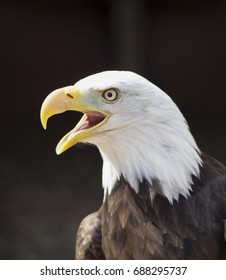 Bald Eagle Close Up With It's Beak Open 