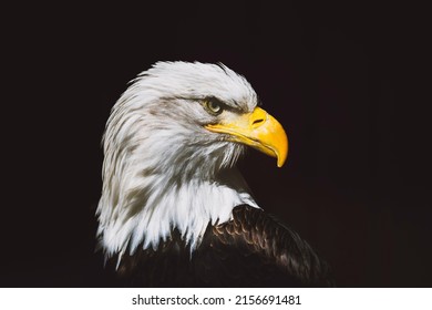 Bald eagle, close up of head. Haliaeetus leucocephalus. Bird of prey found in North America. Sea eagle on black background