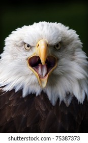 Bald Eagle Close Up Portrait