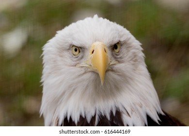 Bald Eagle Close-up
