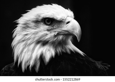 Bald Eagle Closeup Portrait Black And White