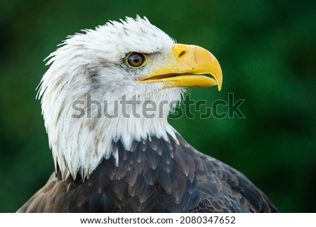 Bald Eagle closeup at raptor show in Auburn Alabama.