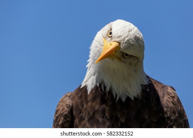 Bald Eagle Cocking His Head, Looking Down