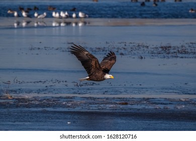 Bald Eagle Colorado Front Range