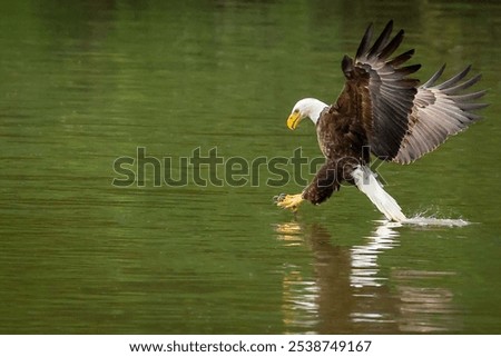 A Bald Eagle comes in for a fish on the James River near Richmond, VA. 