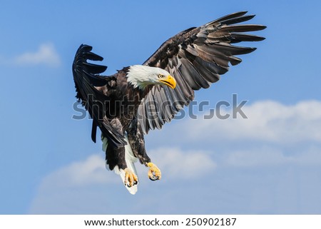 Bald eagle coming down. A majestic bald eagle prepares to land.