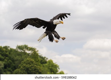 Bald Eagle coming in over the trees. A magnificent bald eagle has its talons poised as it descends from the sky.