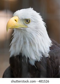 Bald Eagle At Denver Zoo