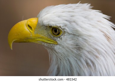 Bald Eagle Denver Zoo