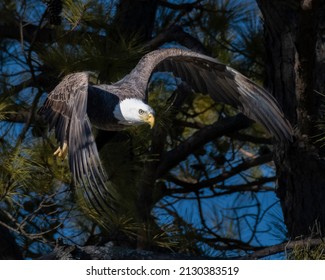 Bald Eagle diving out of a pine tree