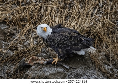Bald eagle during the Salmon Run along Nooksack River in Washington State.