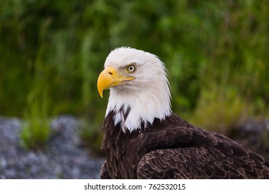 bald eagle dutch harbor