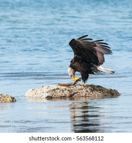 Bald eagle eating a fish.