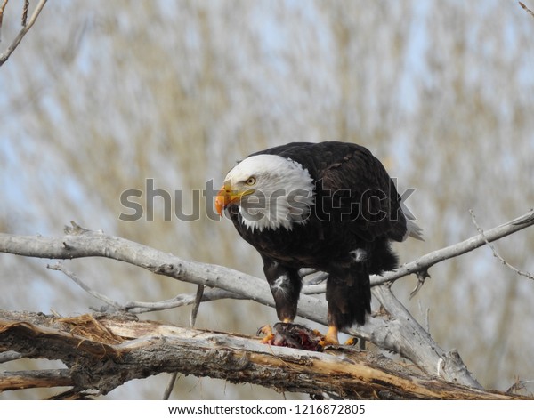 Bald Eagle Eats Duck While Perched Stock Photo (Edit Now) 1216872805