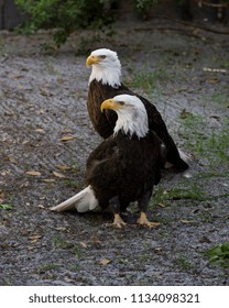 Bald Eagle in it's environement.