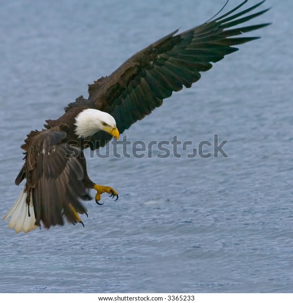 Bald Eagle Extends Talons Catch Fish Stock Photo (Edit Now) 3365233