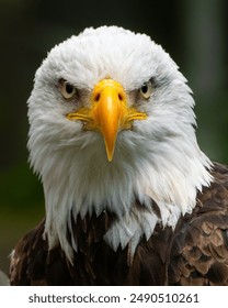 Bald eagle facing directly at the camera
