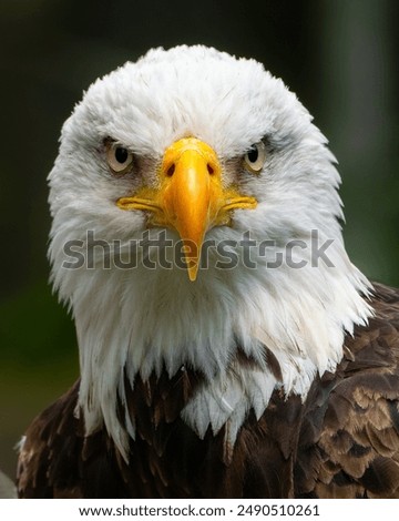 Bald eagle facing directly at the camera