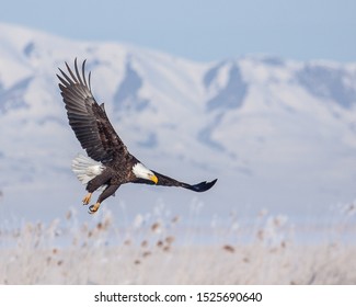 Bald Eagle, Farmington Bay Utah