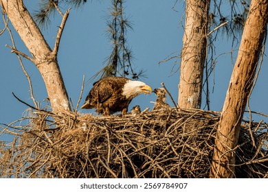 A bald eagle feeds young.