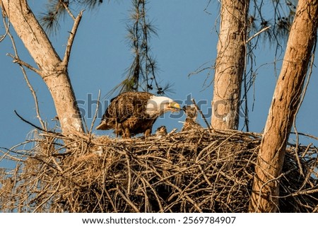 A bald eagle feeds young.