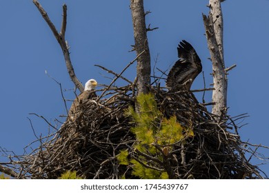 1,114 Bald female eagle Images, Stock Photos & Vectors | Shutterstock