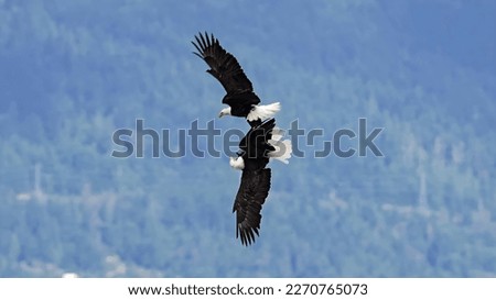 bald eagle fighting (Haliaeetus leucocephalus)