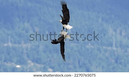 bald eagle fighting (Haliaeetus leucocephalus)