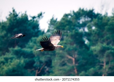 A Bald Eagle And A Finch Flying With Trees In The Background