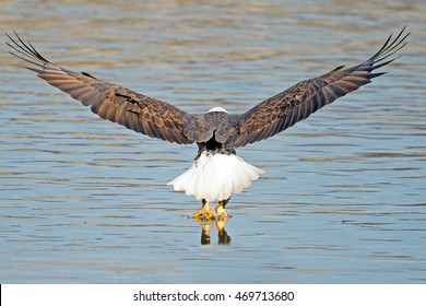 Bald Eagle Fish Dive