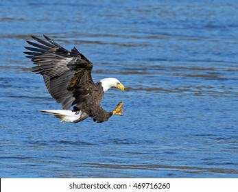 403 Eagle grabbing fish Images, Stock Photos & Vectors | Shutterstock