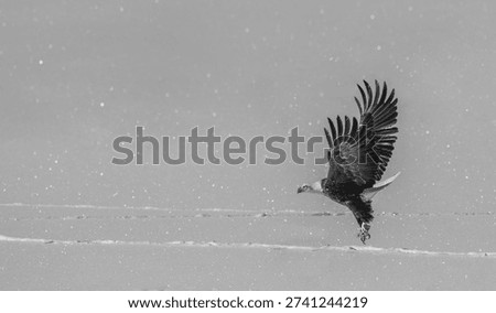 Bald Eagle with a fish in its talons