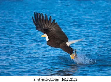 Bald Eagle With Fish In Talons, Alaska