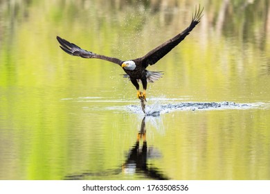 Bald Eagle Fishing Berwick, Louisiana