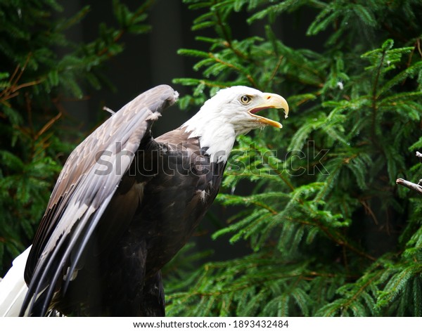 Bald Eagle Flapping Wings Stock Photo 1893432484 | Shutterstock