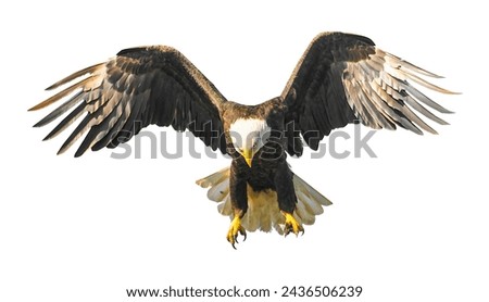 A bald eagle flapping its wings and preparing to land, isolated on a white background
