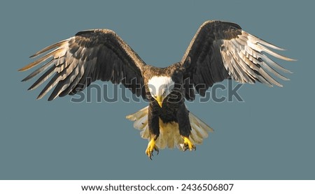 A bald eagle flapping its wings and preparing to land, on an isolated background