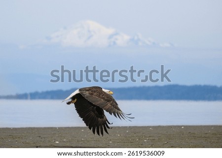 A bald eagle flies low over a sandy shore, showcasing its wingspan against a backdrop of distant mountains under a clear blue sky. The scene captures the beauty of nature's wildlife.